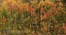 Colorado Fall Colors